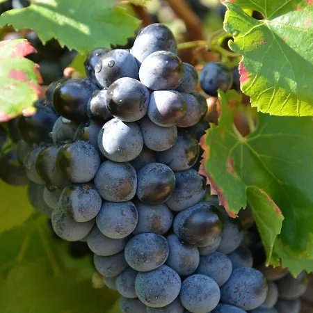 Comfortable With Swimming Pool Villa Saint-Victor-de-Malcap