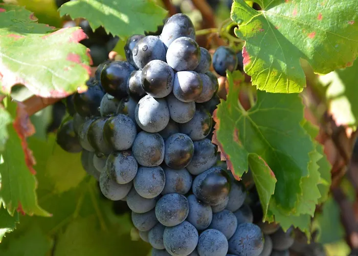 Villa Comfortable With Swimming Pool Saint-Victor-de-Malcap