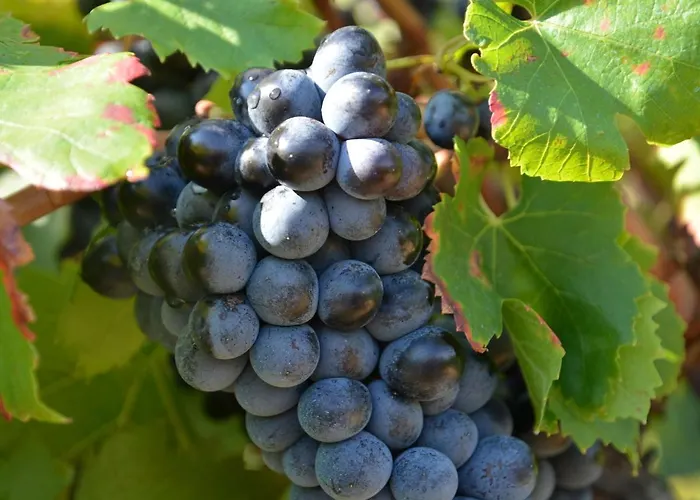 Comfortable With Swimming Pool Villa Saint-Victor-de-Malcap